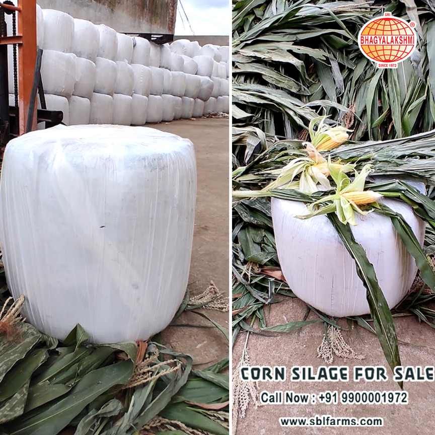 Corn Silage Suppliers in Bangalore | Corn Silage for Sale  |  Corn Silage, Baby Corn Silage manufacturers, suppliers & exporters in Bangalore | corn silage for sale in bangalore |  Sri Bhagyalakshmi Farms Corn Silage Bangalore| Silage Balers | Animal Feed Manufacturers | Production of Silage |Cattle feed manufacturers & suppliers - SBL Farms is solving the biggest fodder crisis in India, by supplying Silage bales, Bailing machines to dairy farmers, Cooperatives, Animal Husbandry | Best Cattle Feed Manufacturers & Silage Suppliers in India | Indias Best Baled Silage Producers